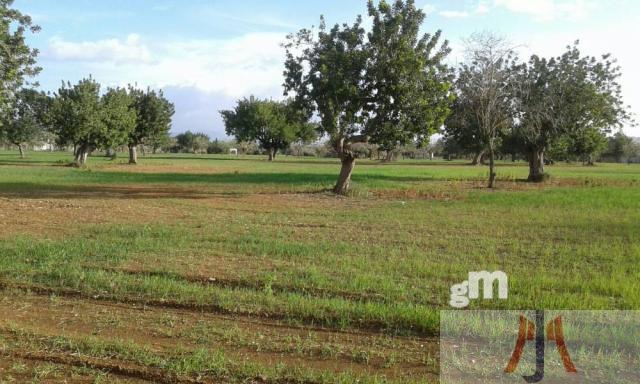 Venta de finca rústica en Palma de Mallorca