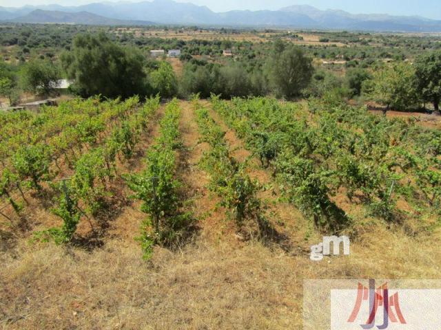 For sale of rural property in Palma de Mallorca