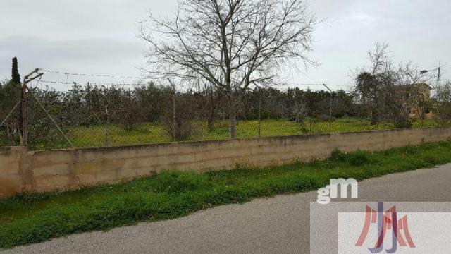 Salgai  lurrera  Palma de Mallorca