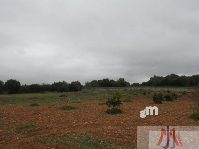 Venda de finca rústica a Santa Eugènia