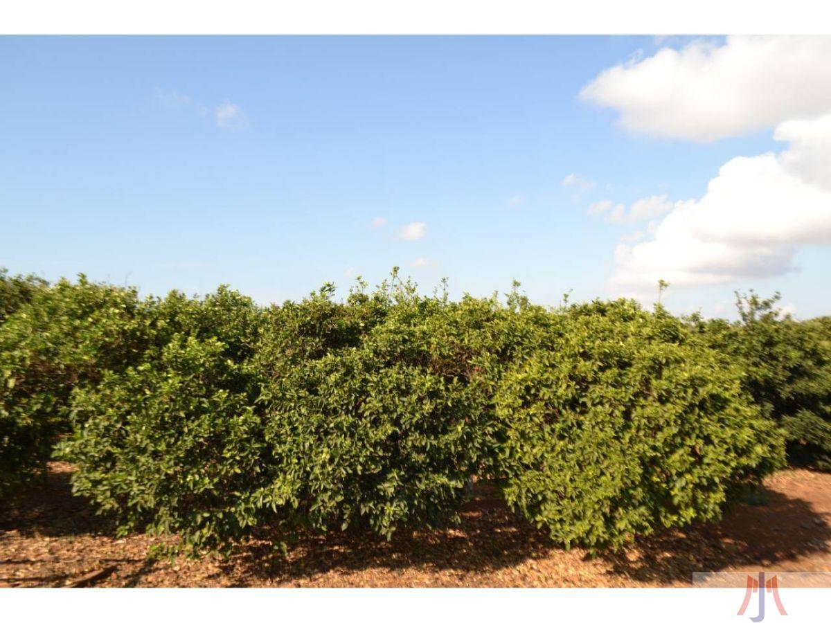 Venda de finca rústica a Palma de Mallorca