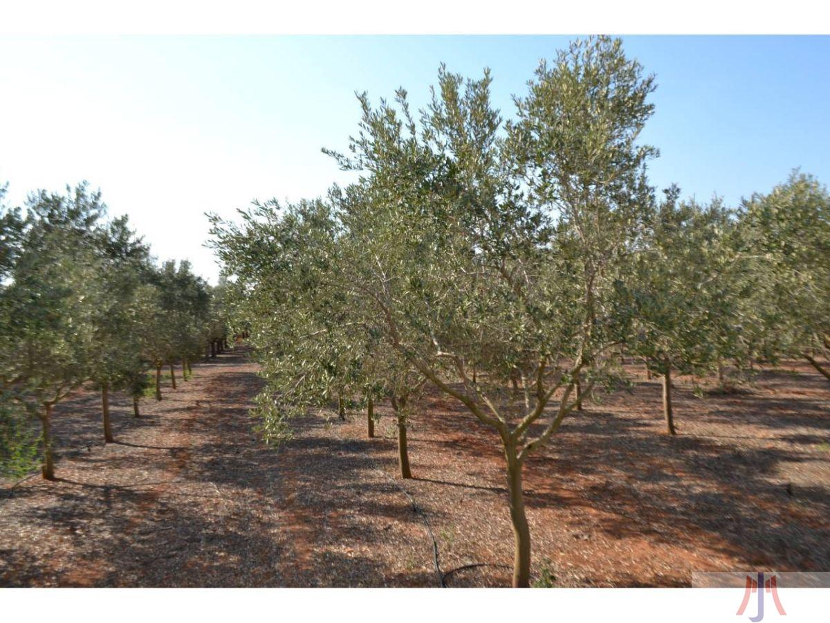 Venda de finca rústica a Palma de Mallorca