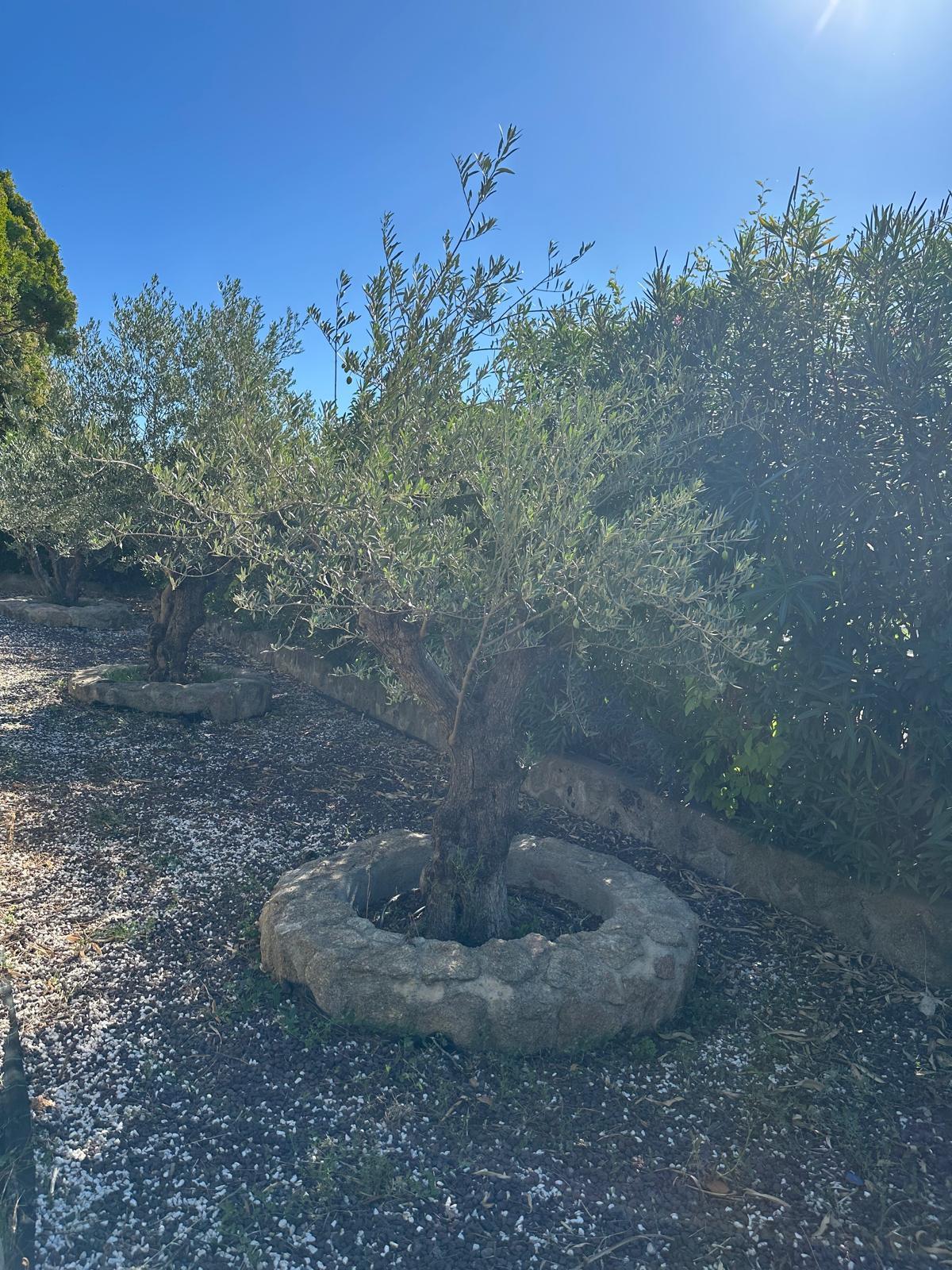 For sale of land in El Casar