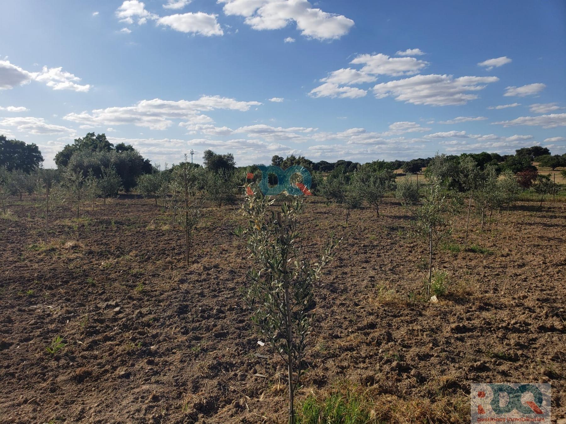 Venta de finca rústica en Alburquerque