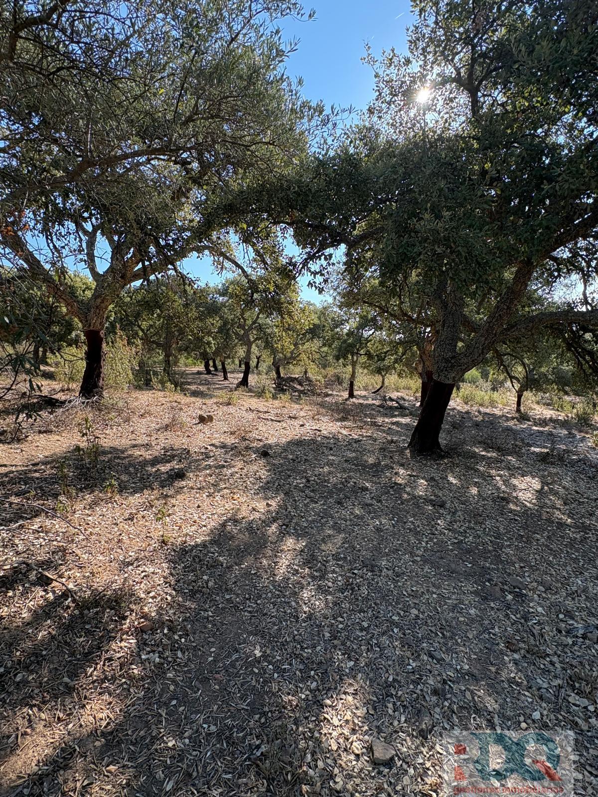 Venta de finca rústica en Alburquerque