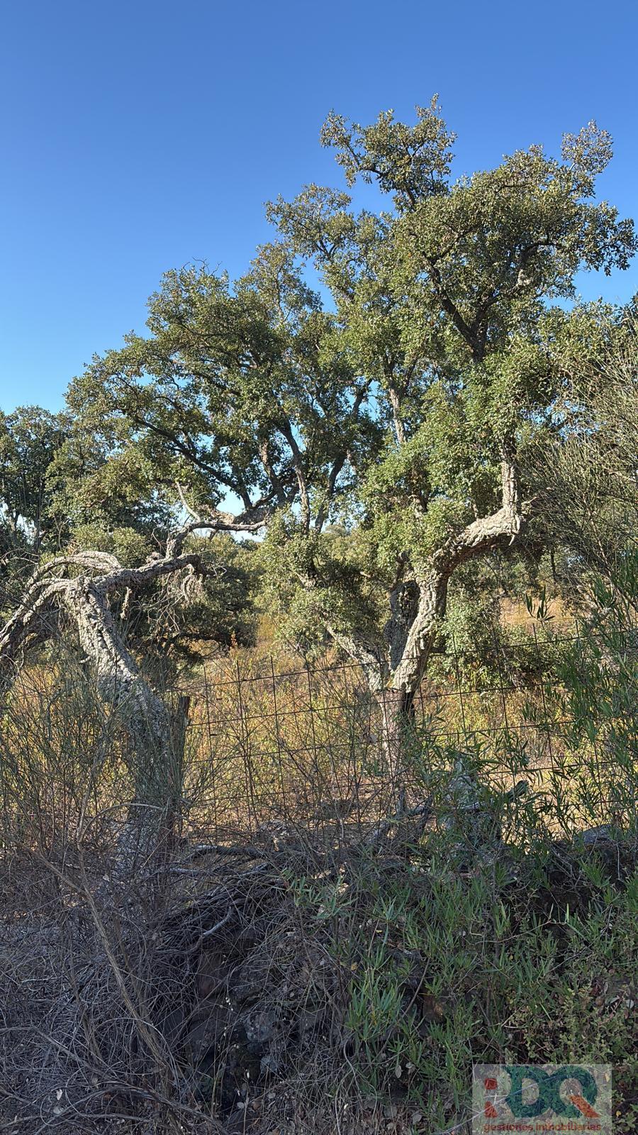 Venta de finca rústica en Alburquerque