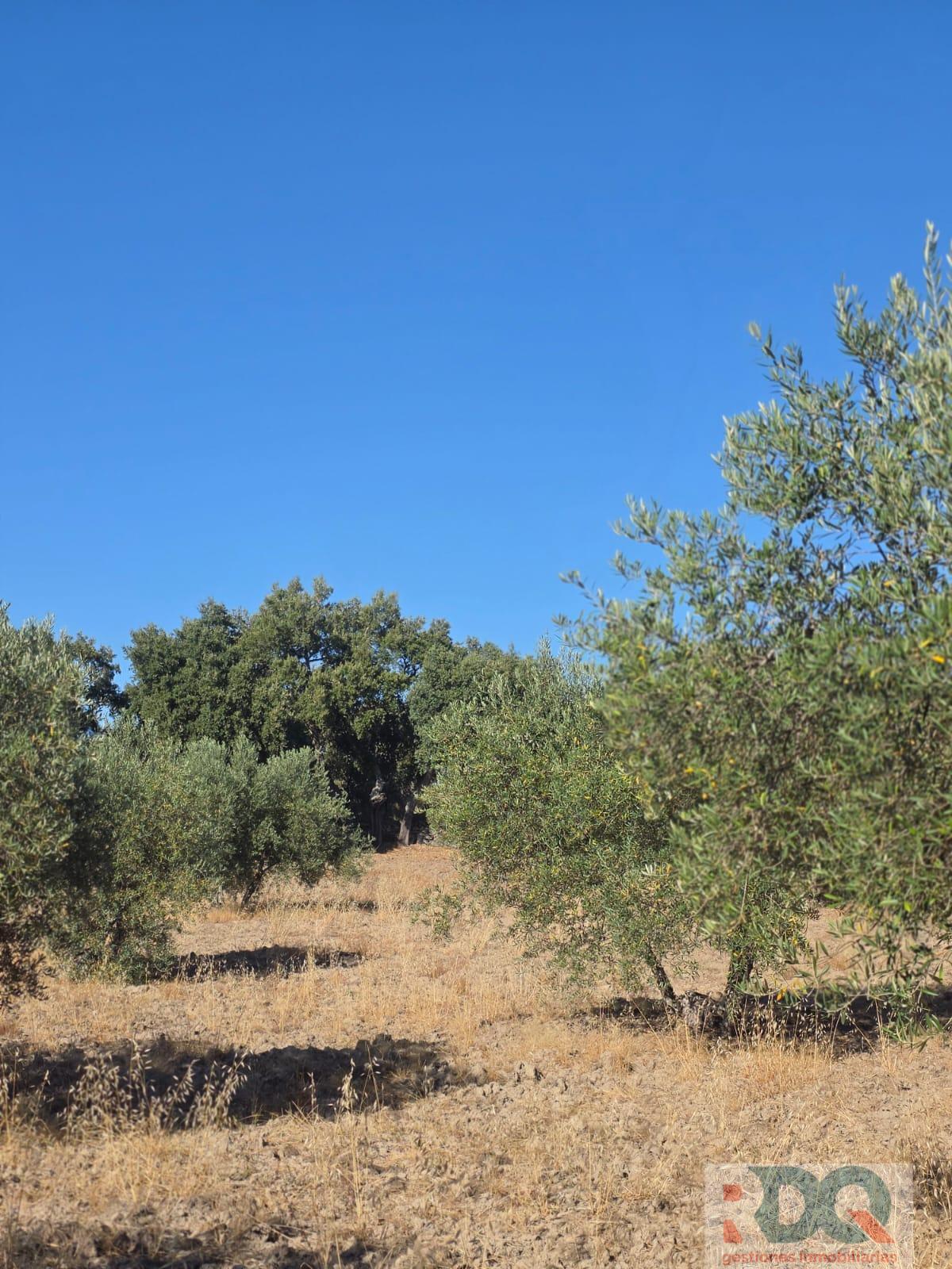 Venta de finca rústica en Valencia de Alcántara