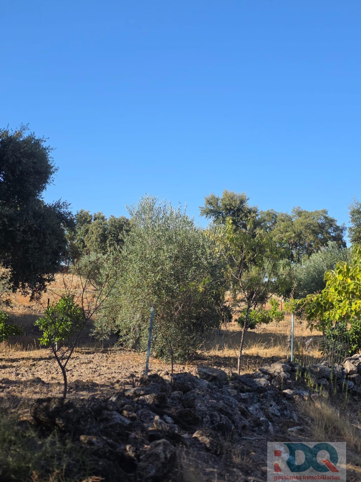 Venta de finca rústica en Valencia de Alcántara