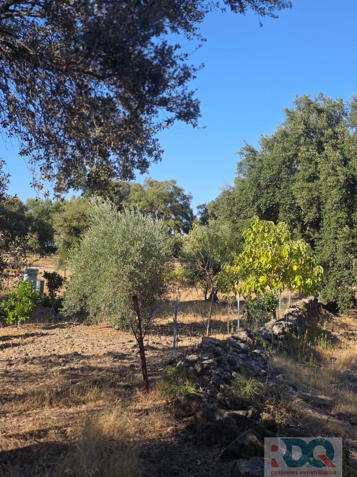 Venta de finca rústica en Valencia de Alcántara