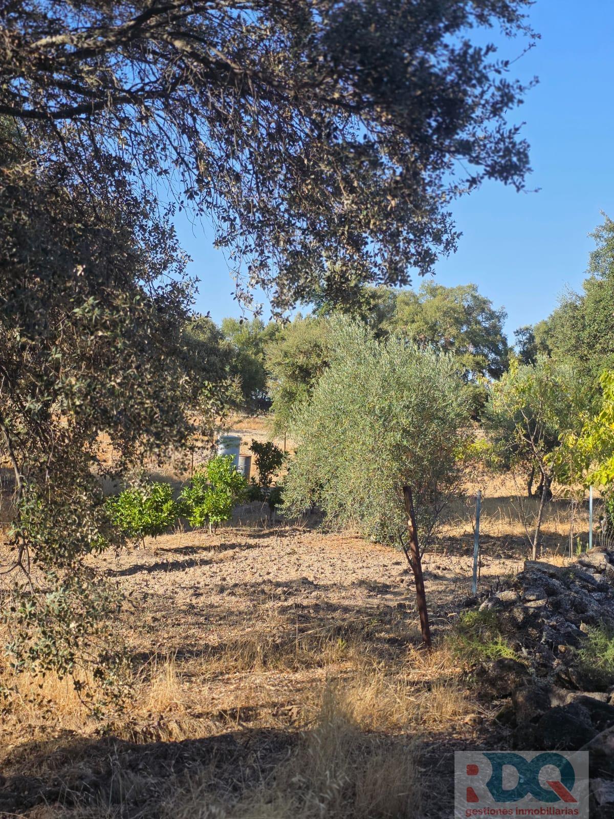 Venta de finca rústica en Valencia de Alcántara