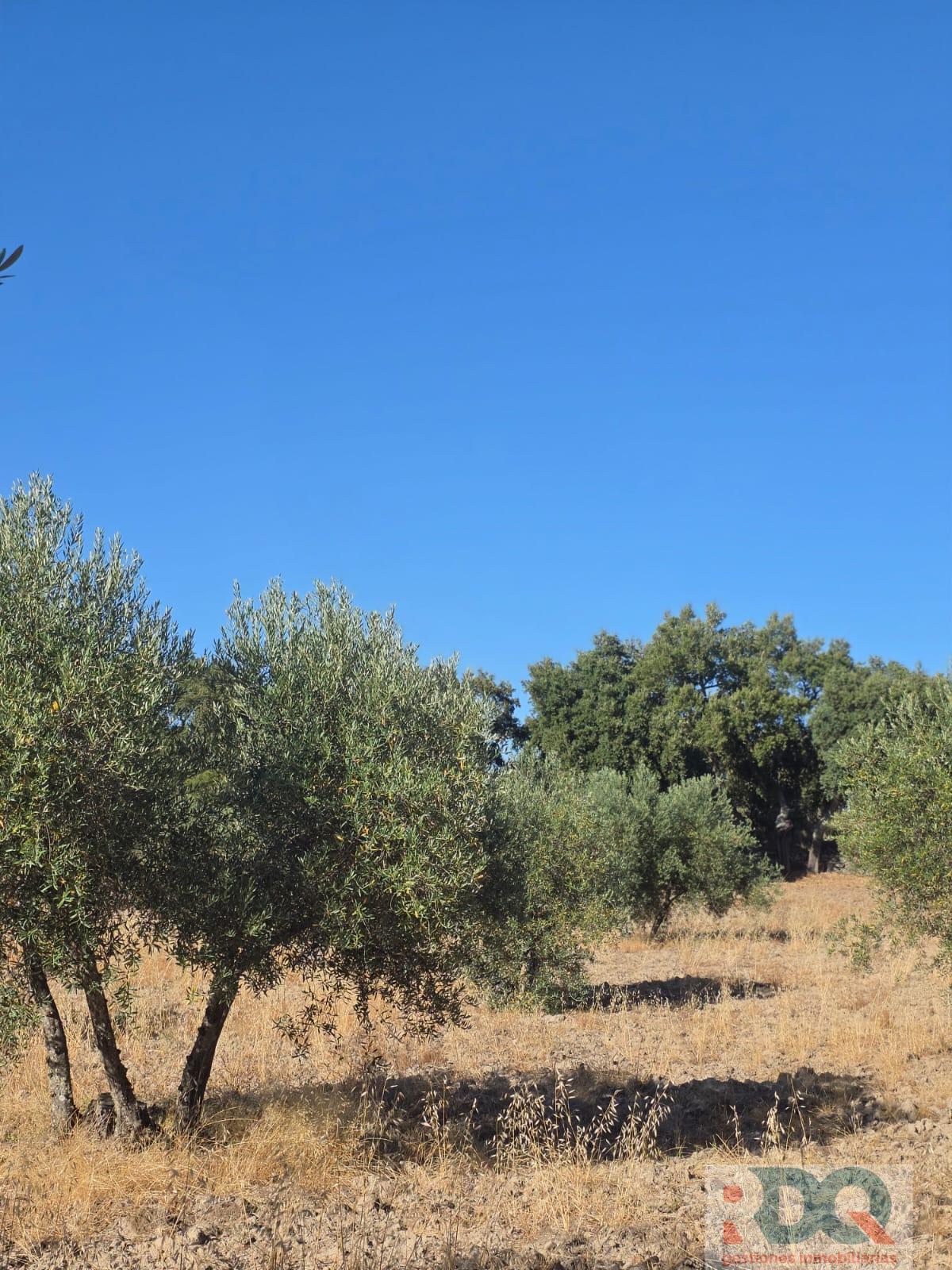 Venta de finca rústica en Valencia de Alcántara