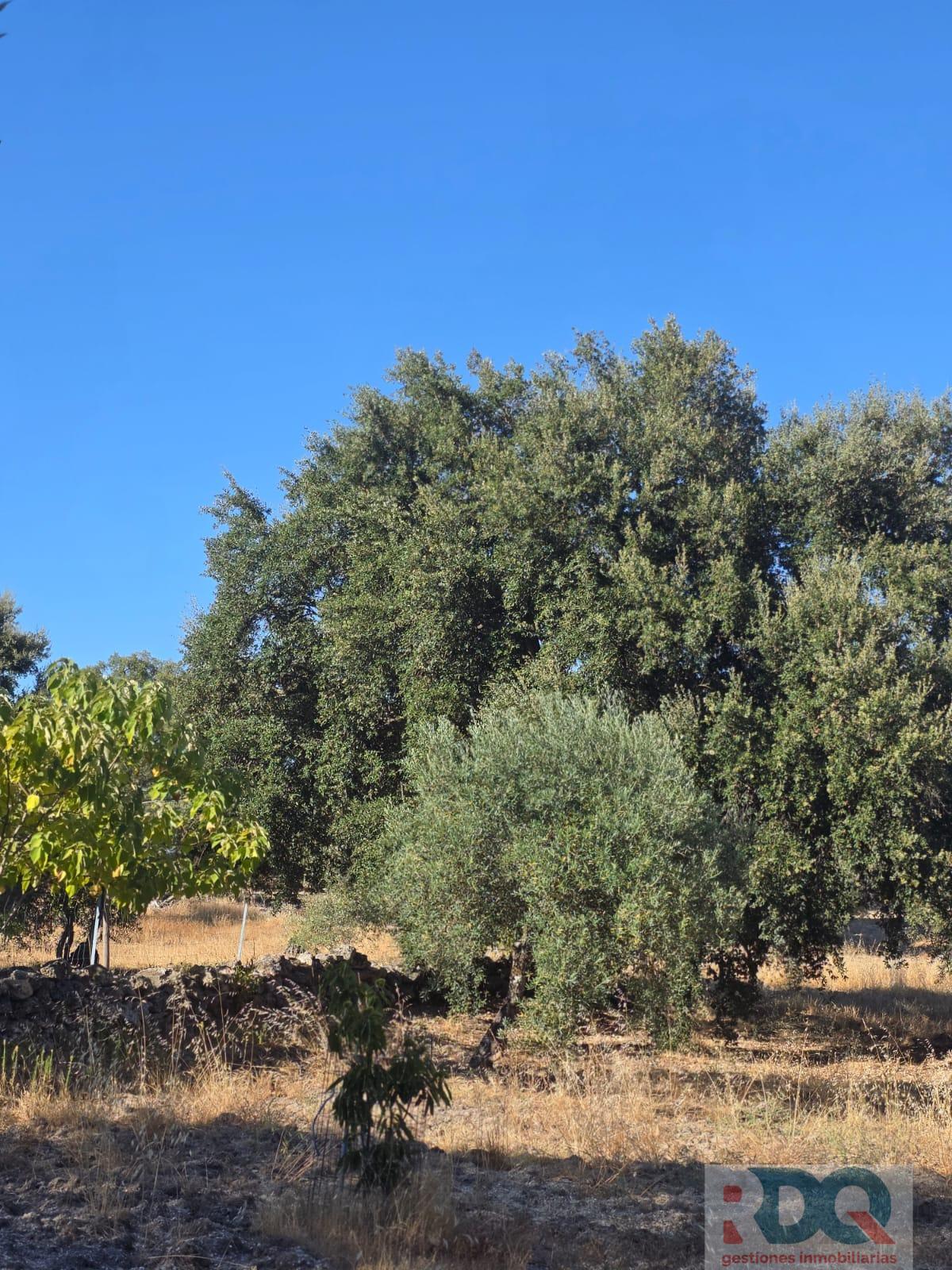 Venta de finca rústica en Valencia de Alcántara