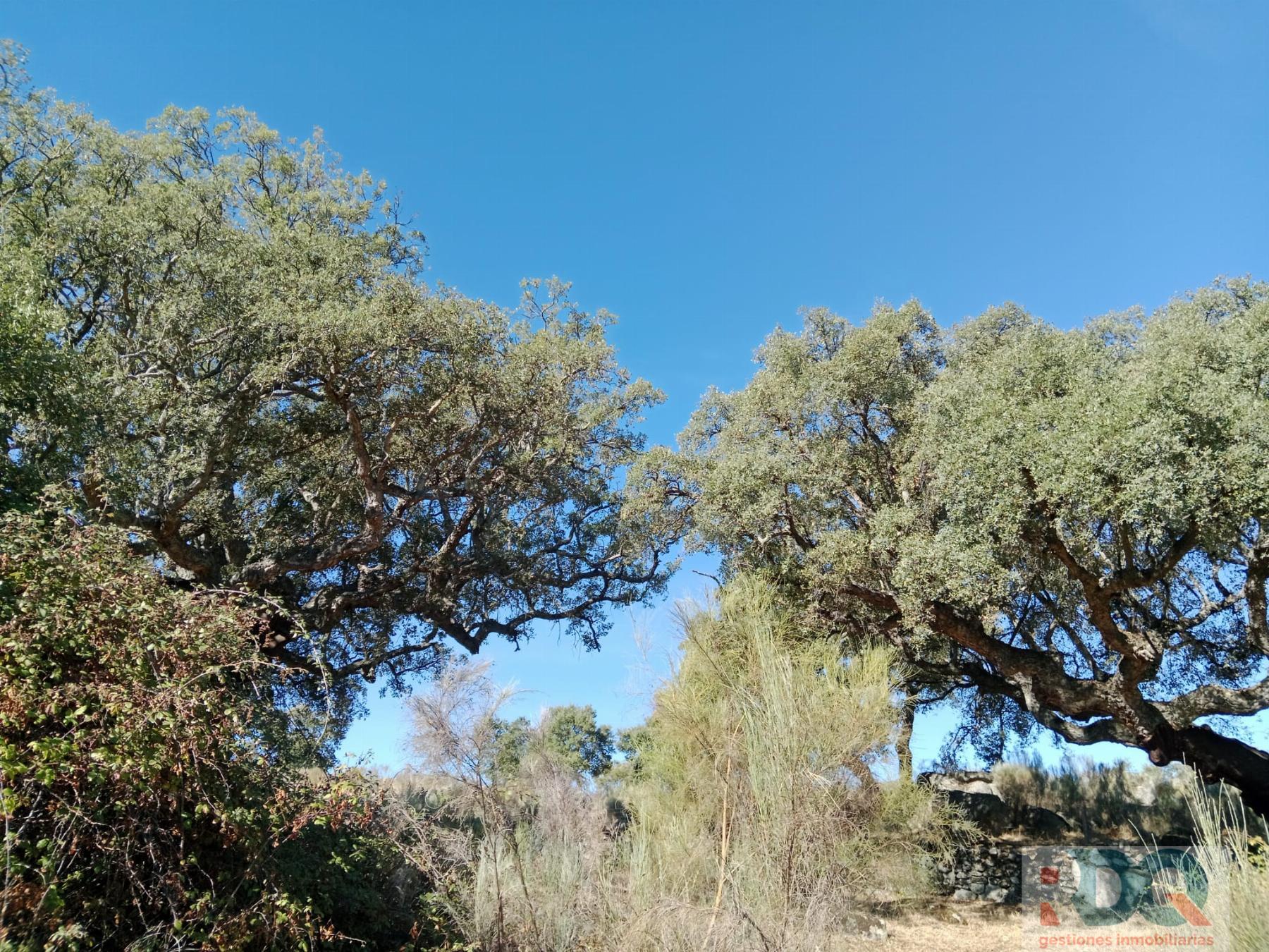 Venta de finca rústica en Valencia de Alcántara