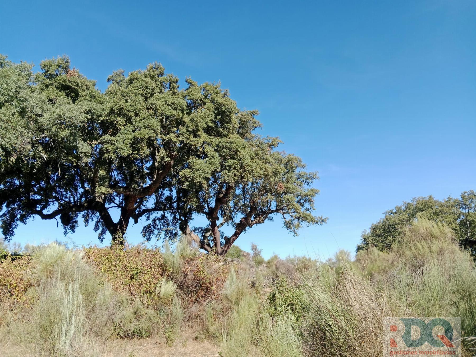 Venta de finca rústica en Valencia de Alcántara