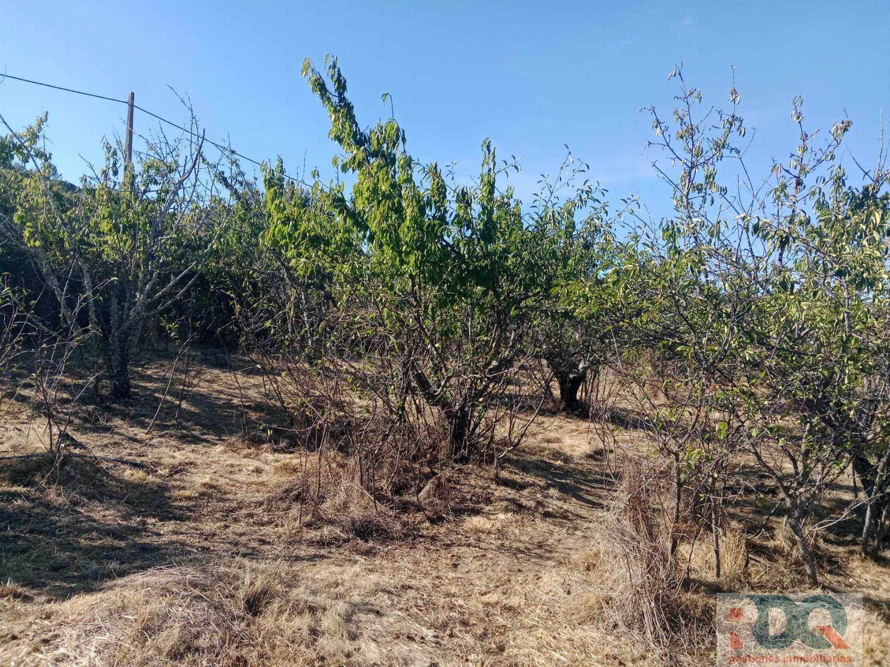 Venta de finca rústica en Valencia de Alcántara