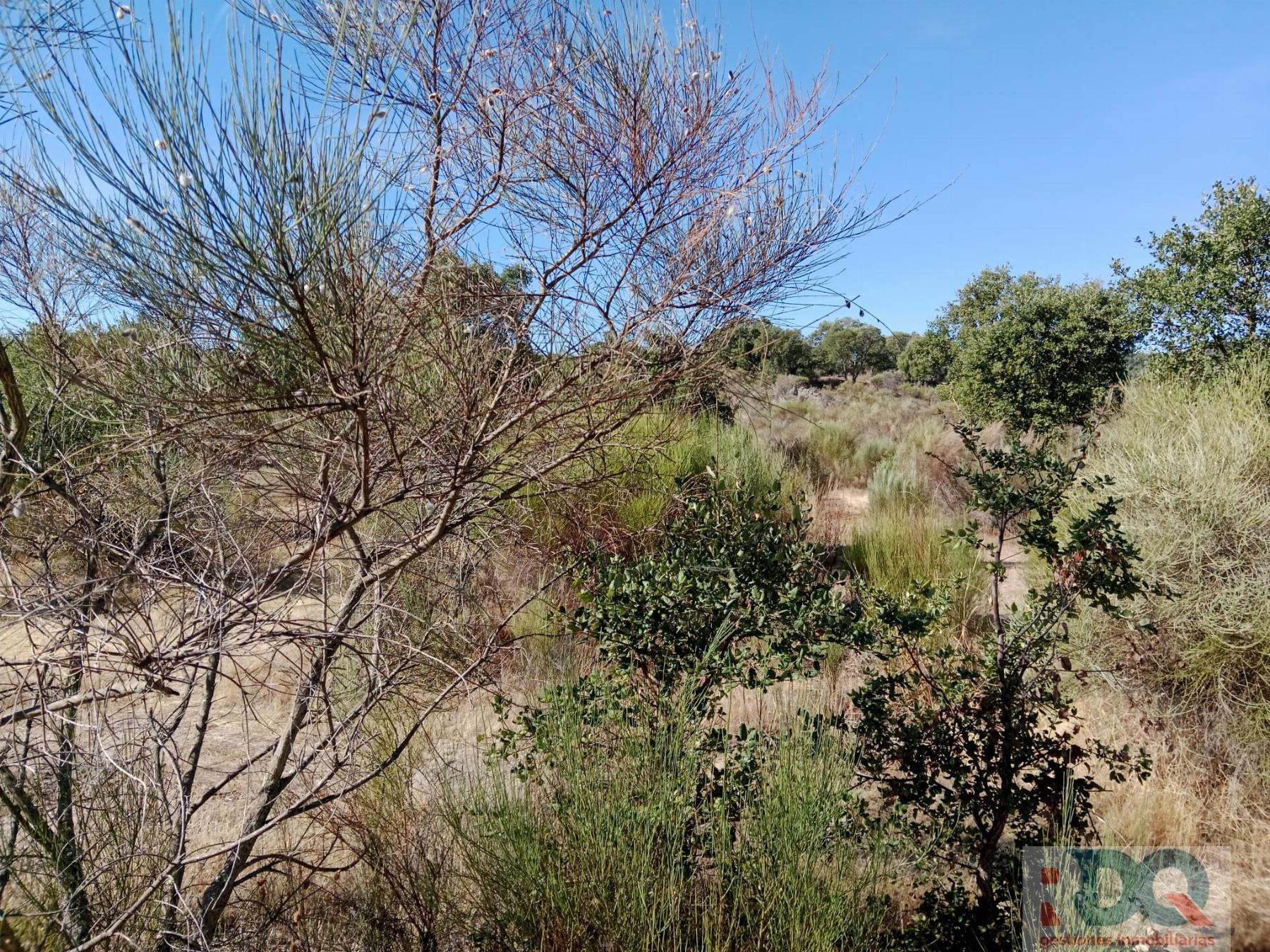 Venta de finca rústica en Valencia de Alcántara