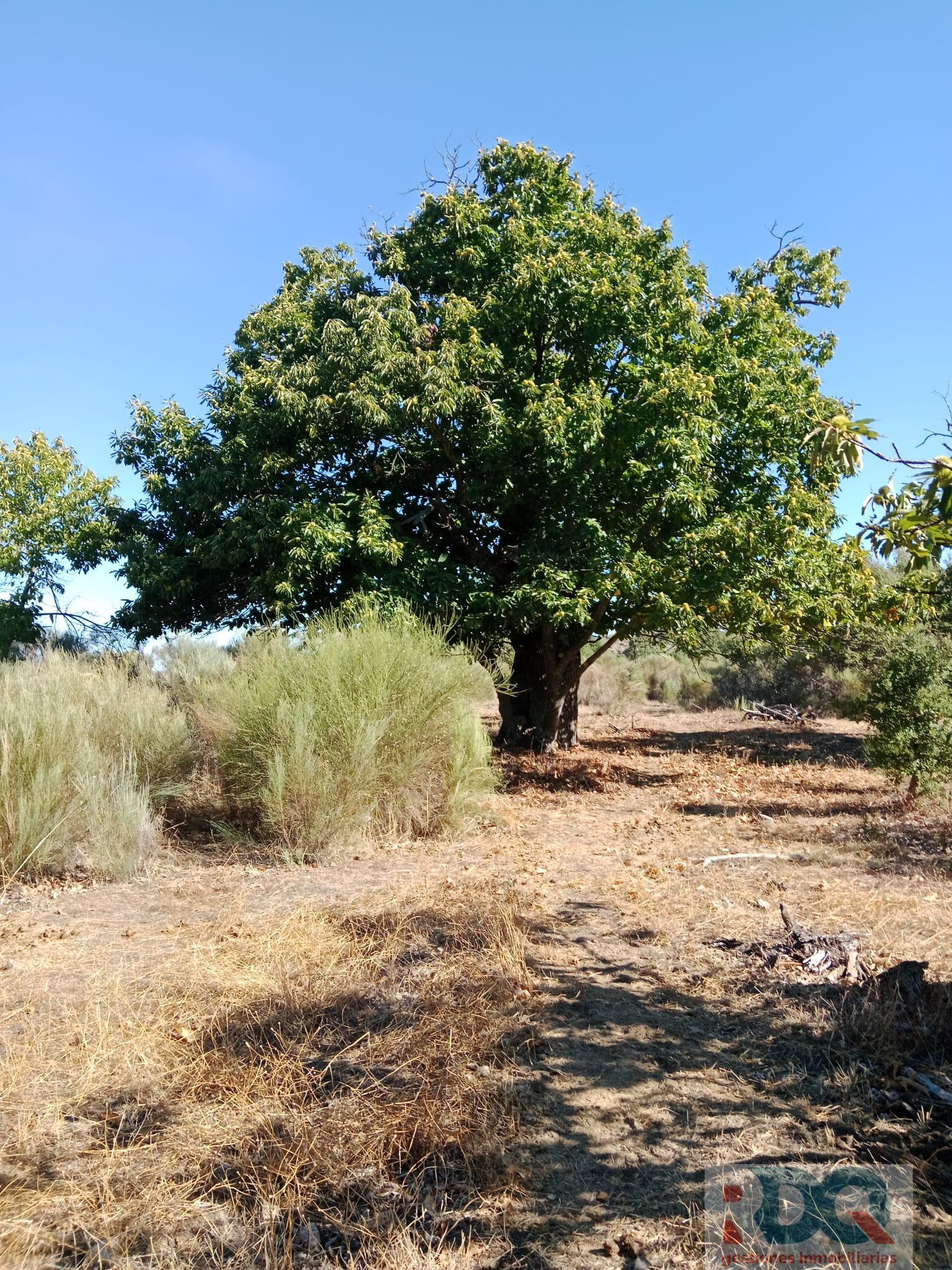Venta de finca rústica en Valencia de Alcántara