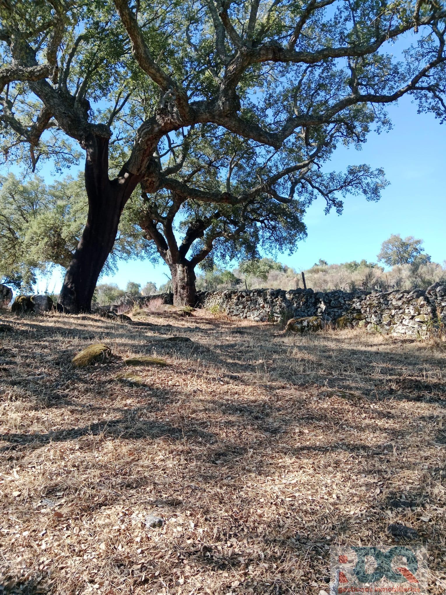 Venta de finca rústica en Valencia de Alcántara