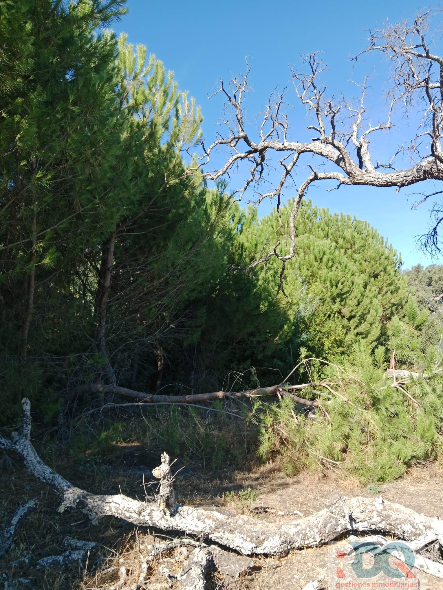 Venta de finca rústica en Valencia de Alcántara