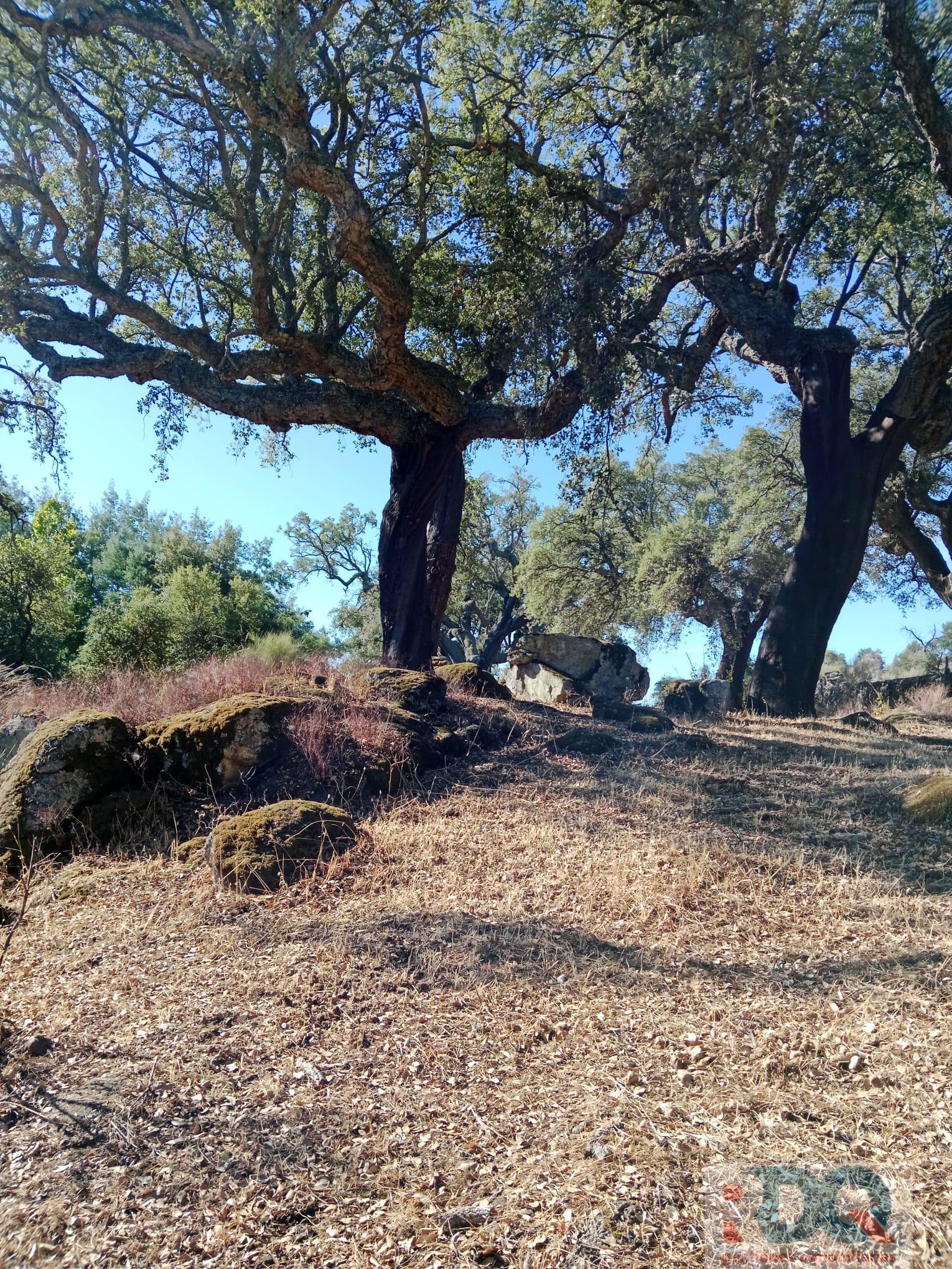Venta de finca rústica en Valencia de Alcántara