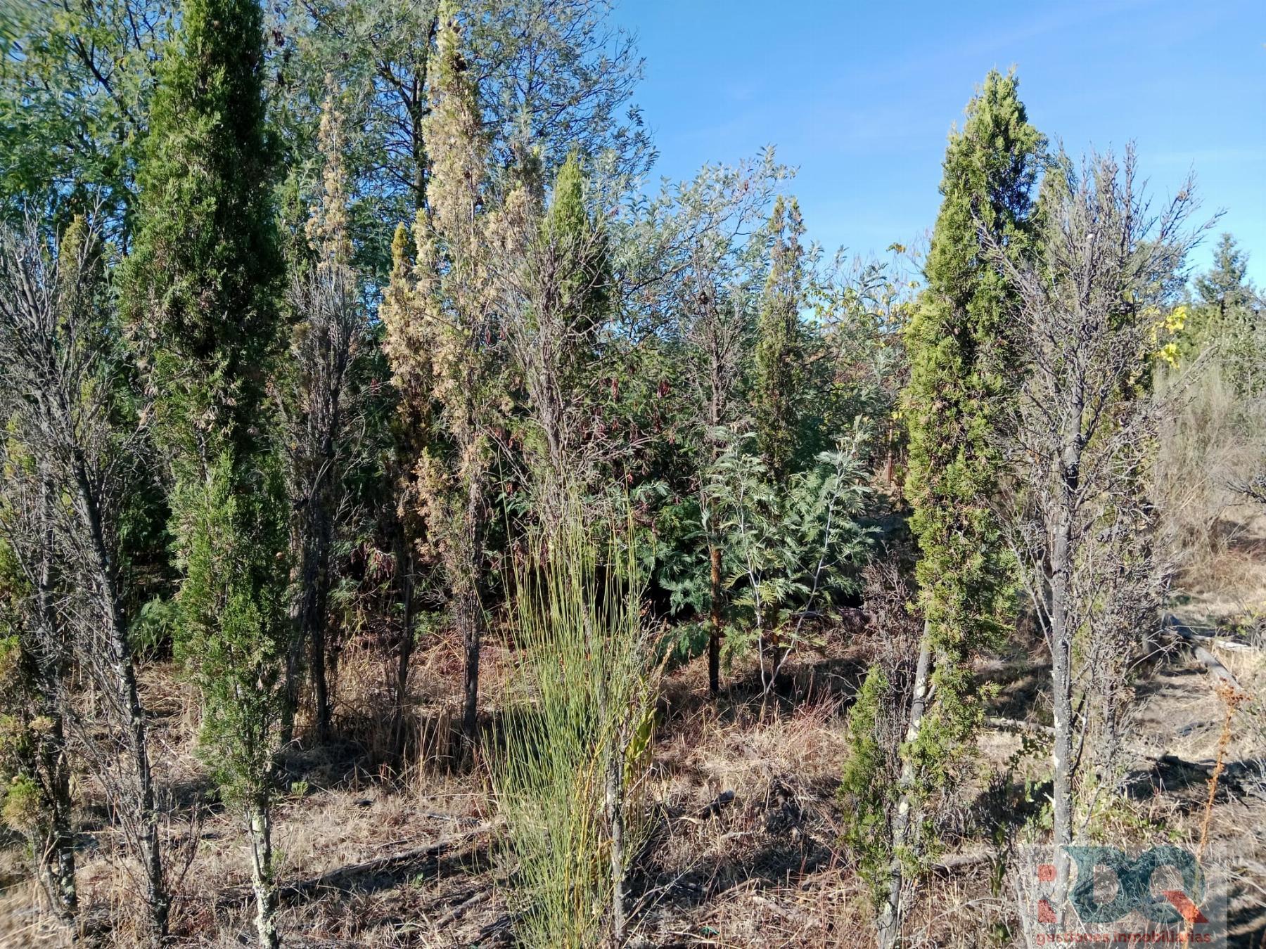 Venta de finca rústica en Valencia de Alcántara