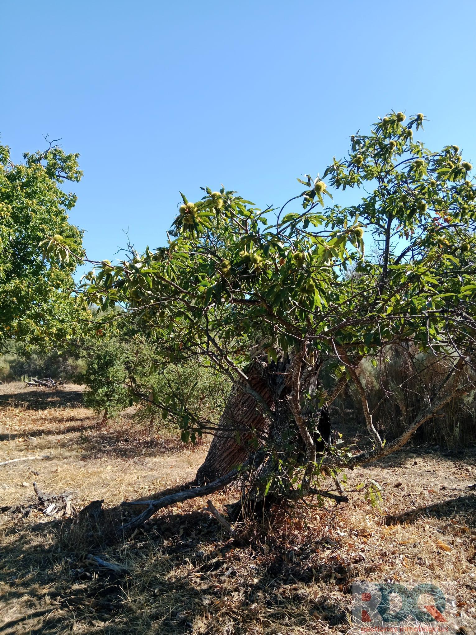 Venta de finca rústica en Valencia de Alcántara