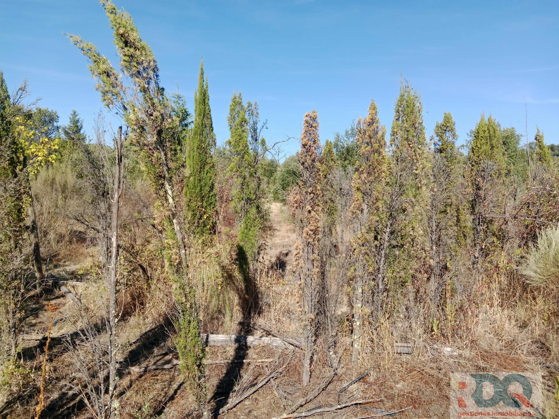Venta de finca rústica en Valencia de Alcántara