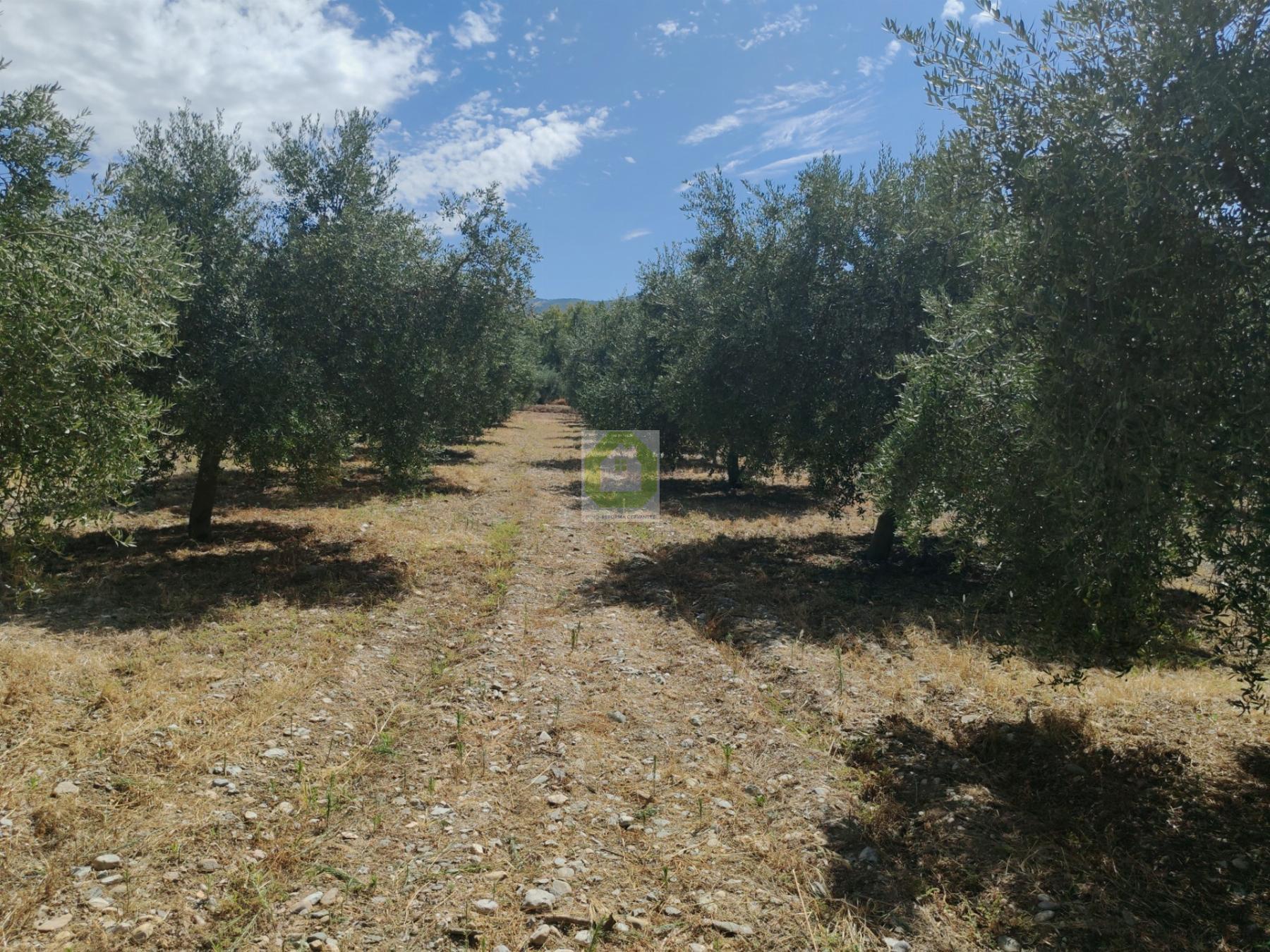 Venta de terreno en Dílar