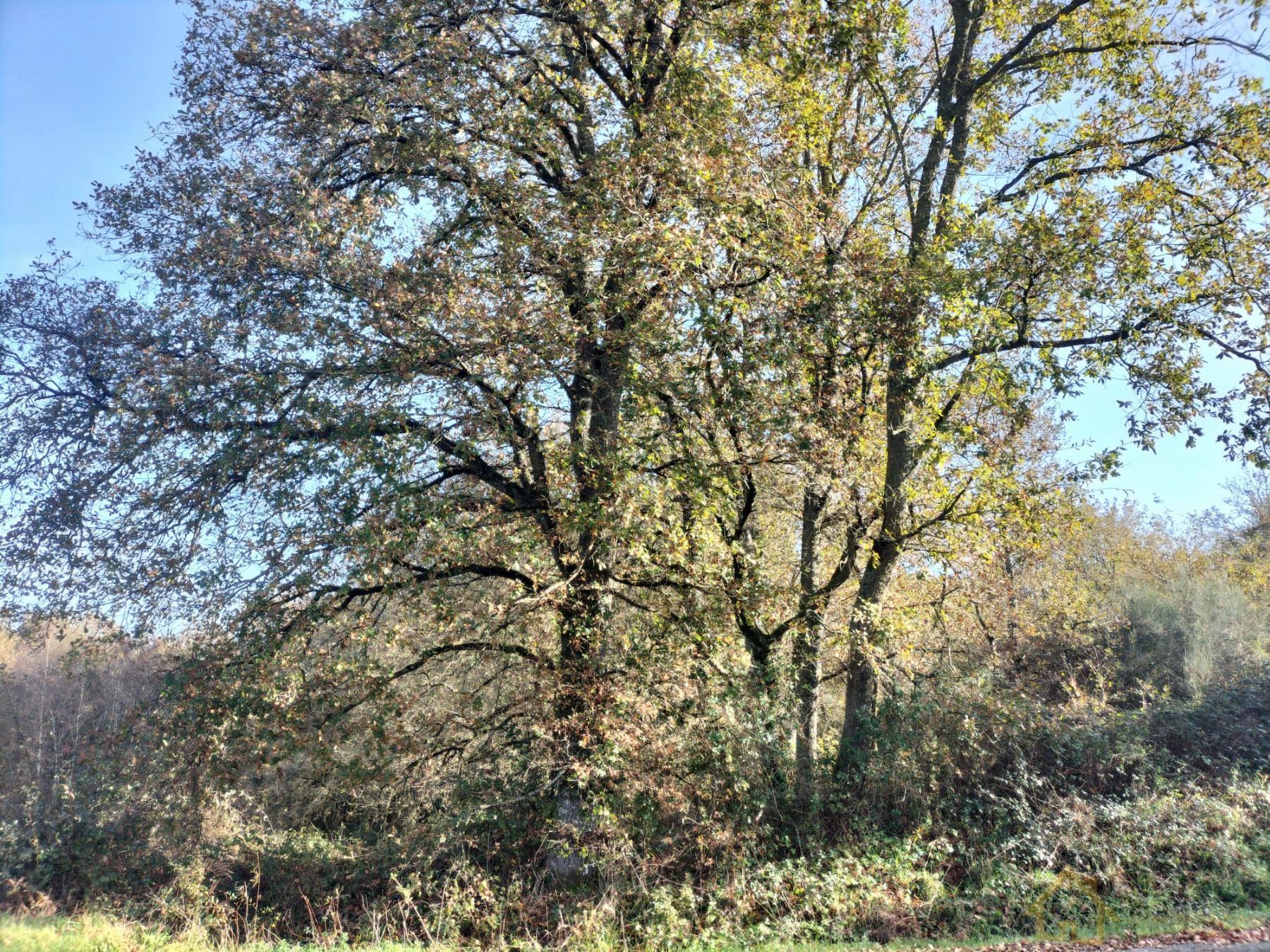 Venta de finca rústica en Sarria