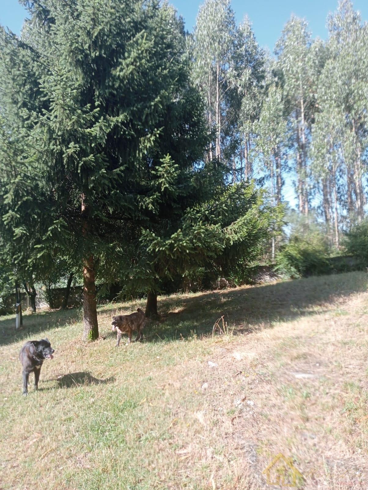 Alrededores
