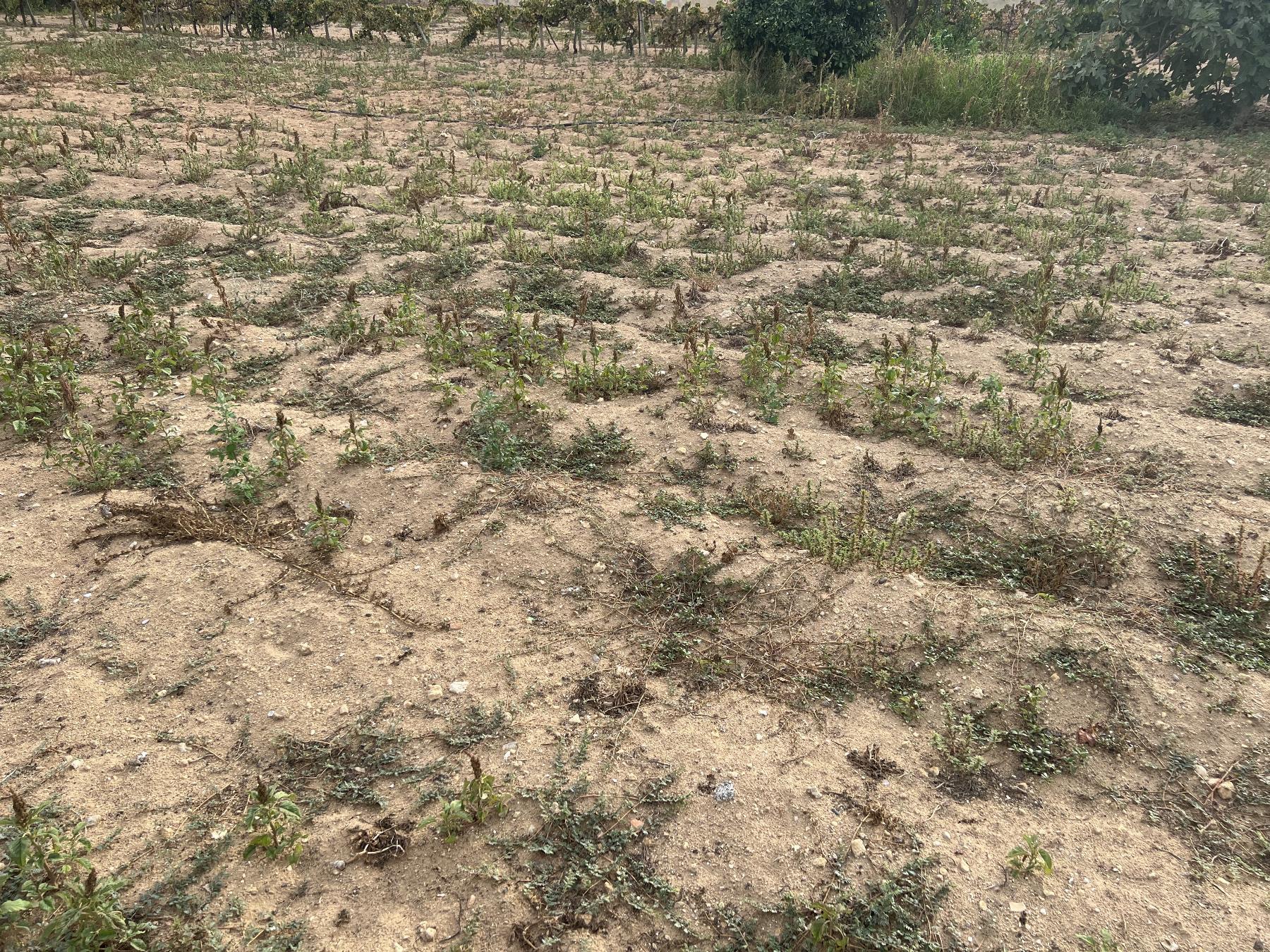 For sale of land in Chiclana de la Frontera
