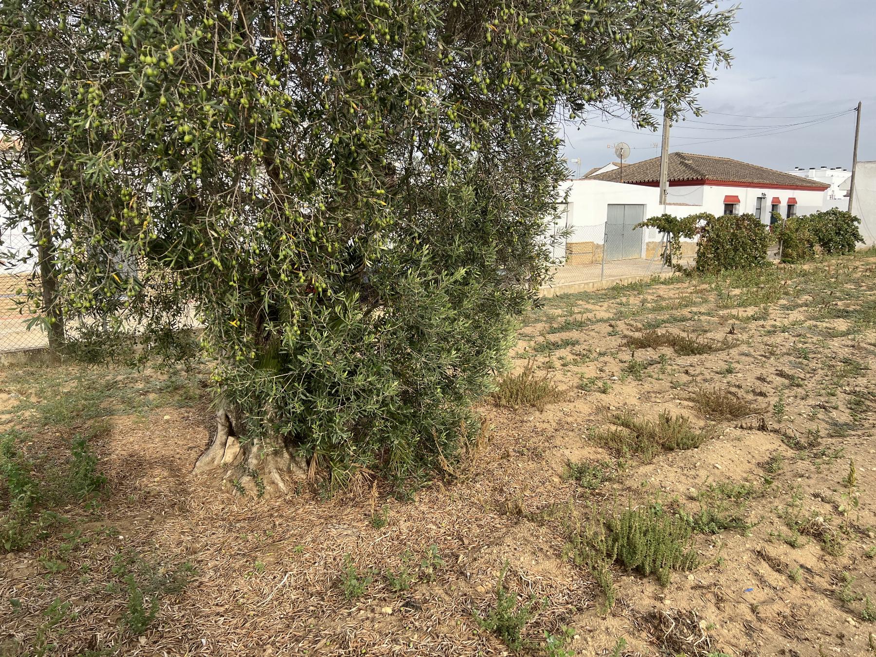 For sale of land in Chiclana de la Frontera