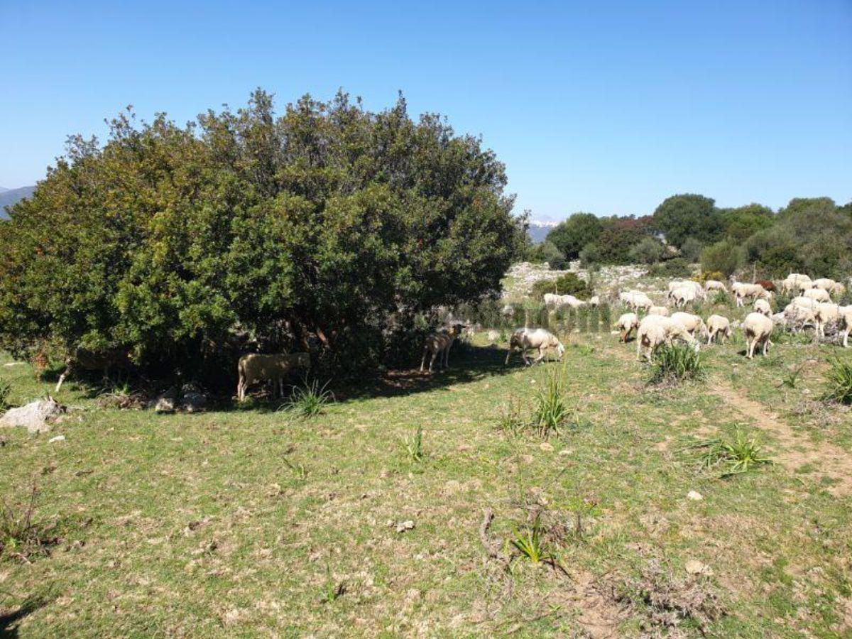 Venta de finca rústica en Casares