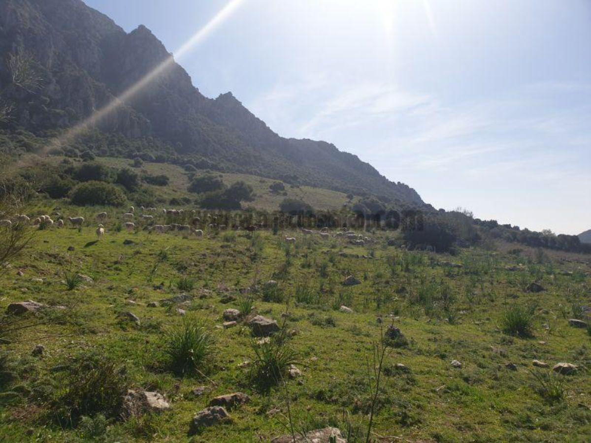 Venta de finca rústica en Casares