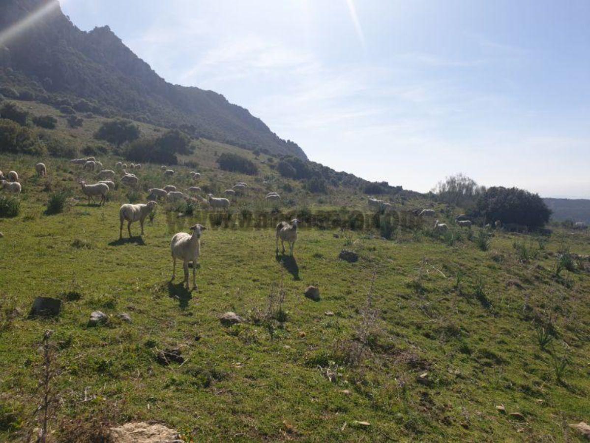 Venta de finca rústica en Casares