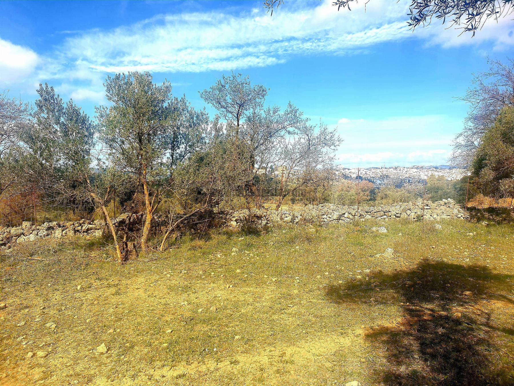 Venta de finca rústica en Ronda