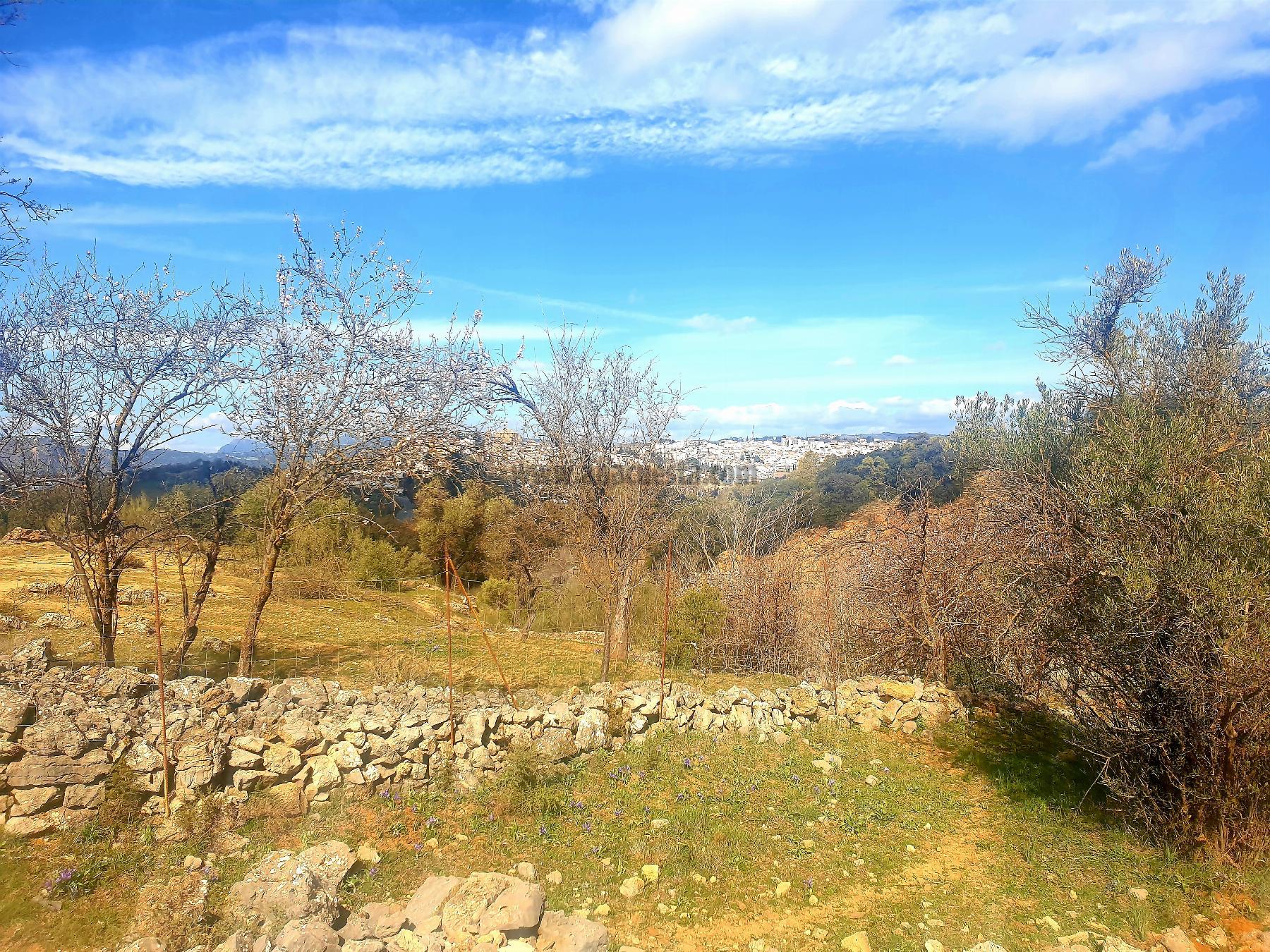 Venta de finca rústica en Ronda