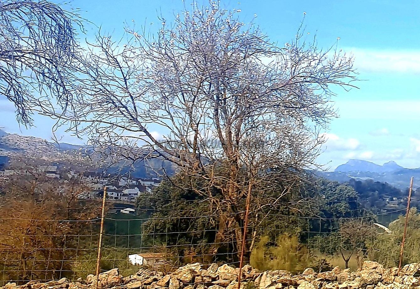 Venta de finca rústica en Ronda