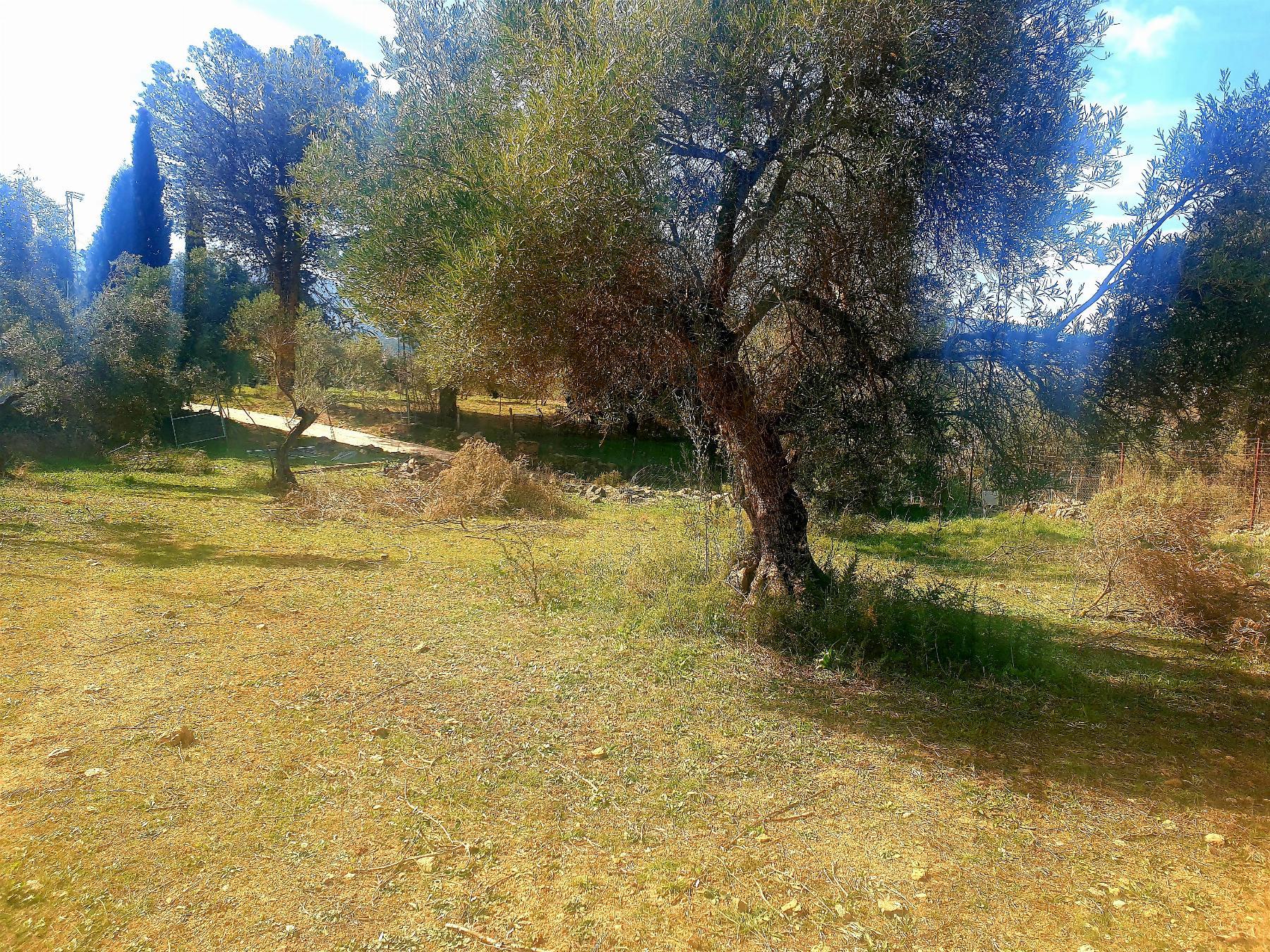 Venta de finca rústica en Ronda