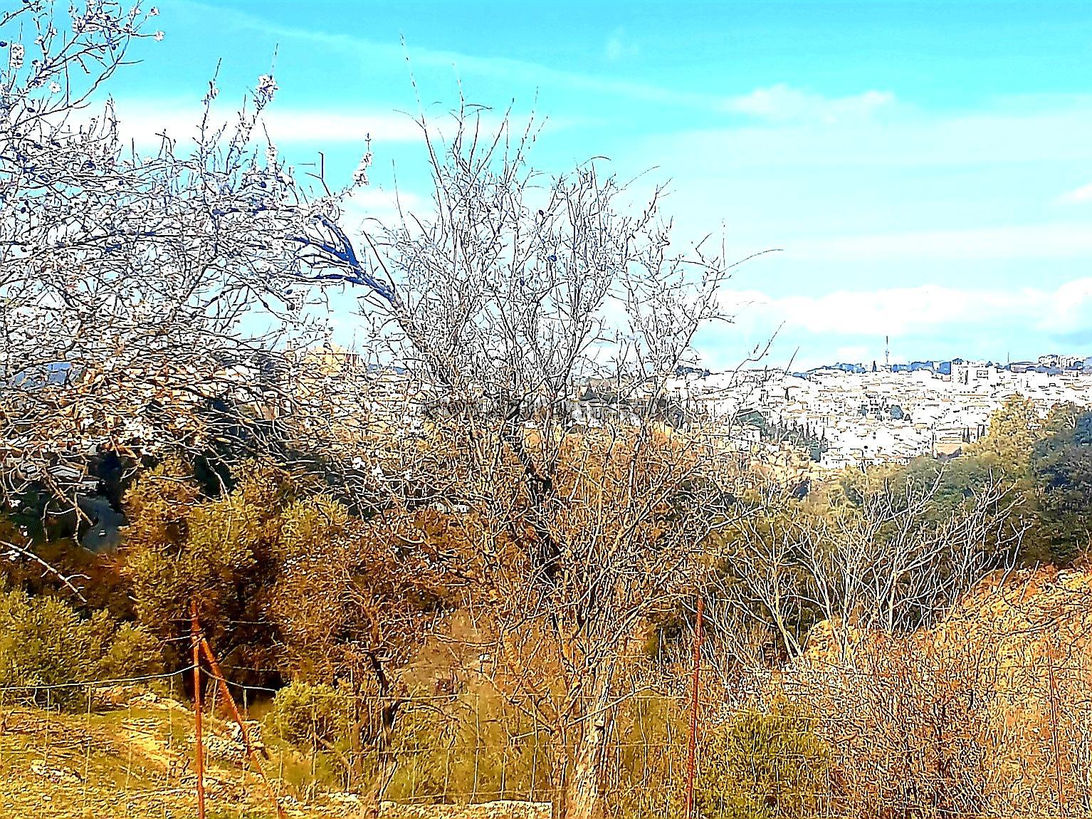 Venta de finca rústica en Ronda