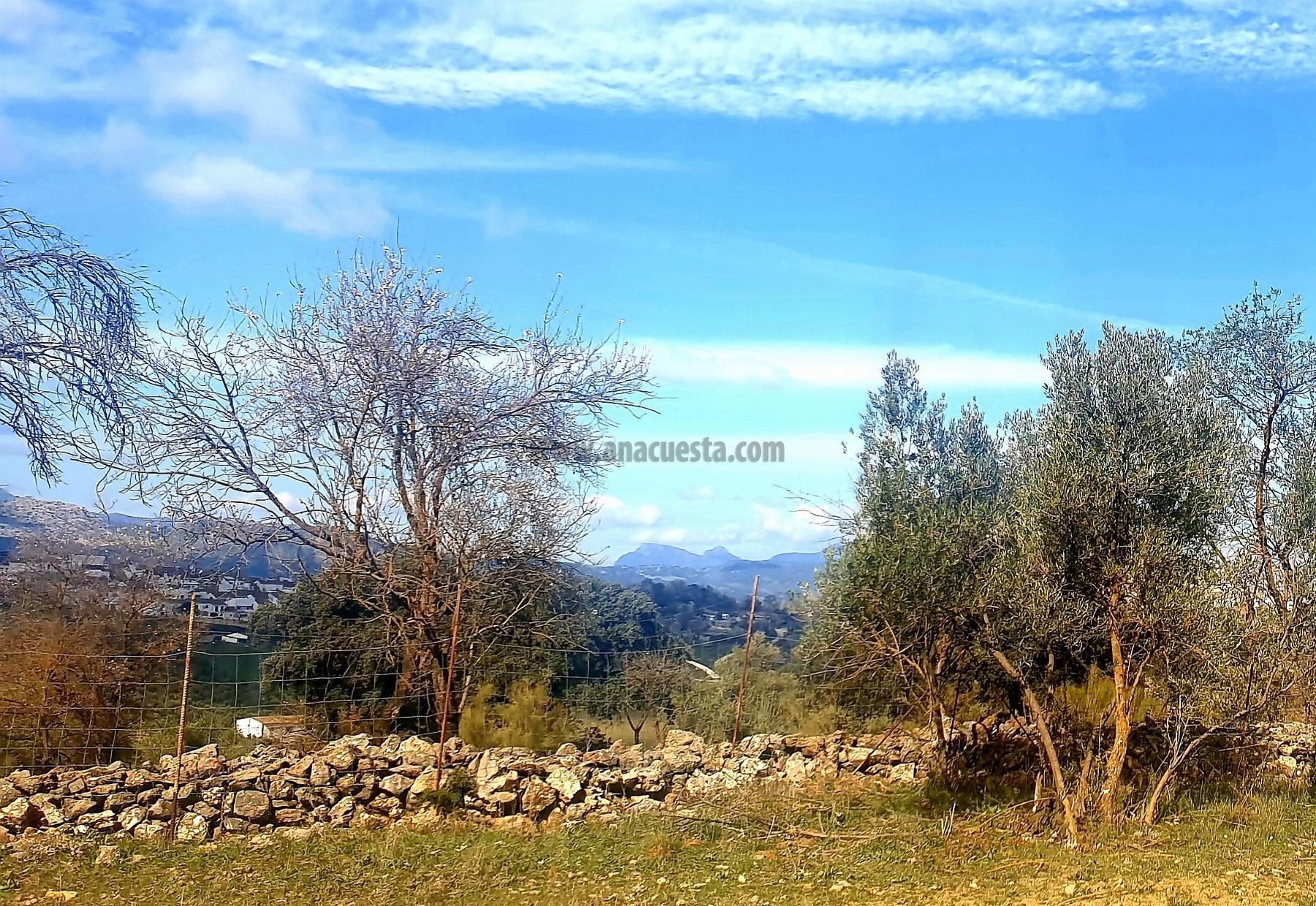 Venta de finca rústica en Ronda