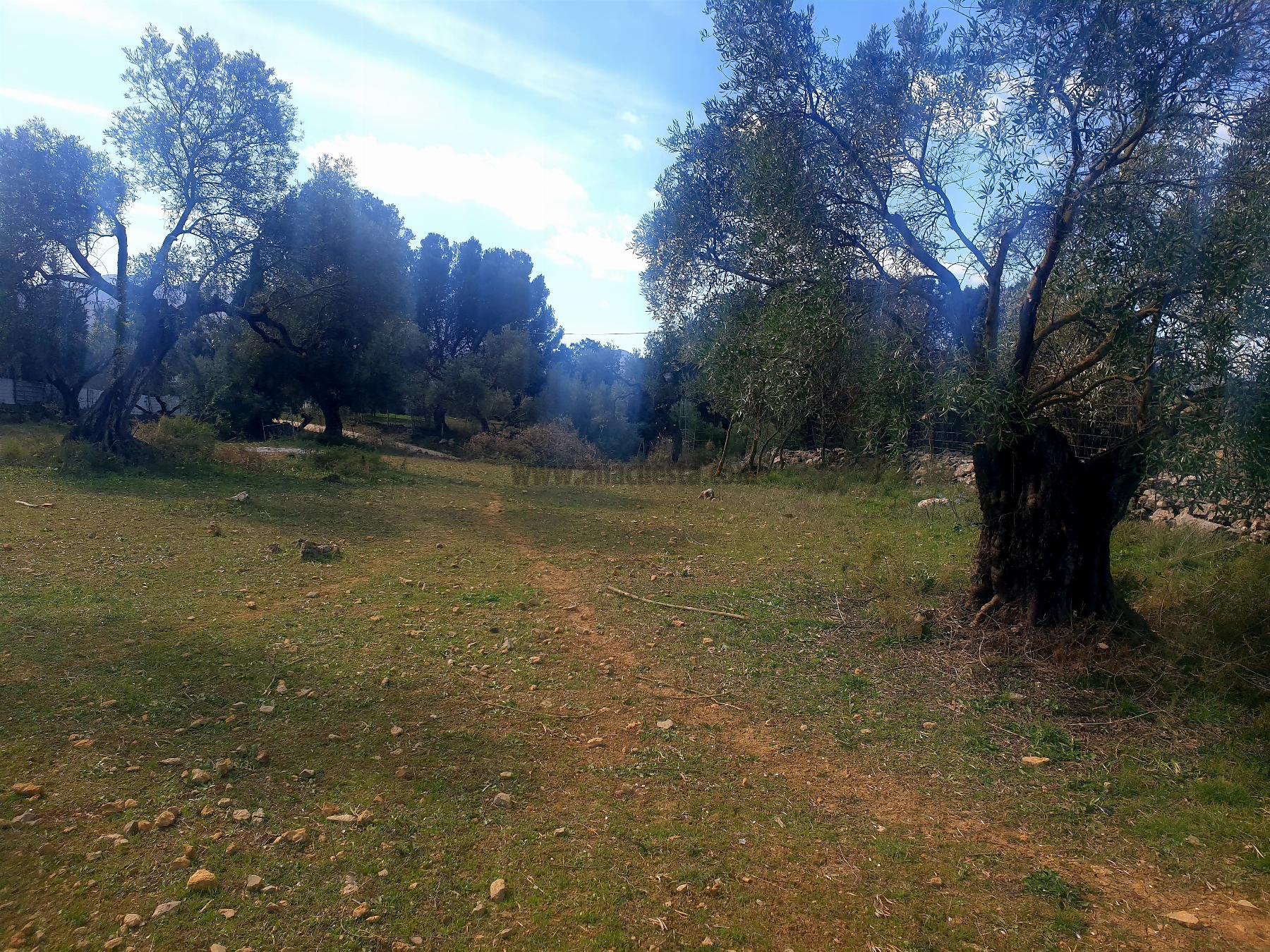 Venta de finca rústica en Ronda