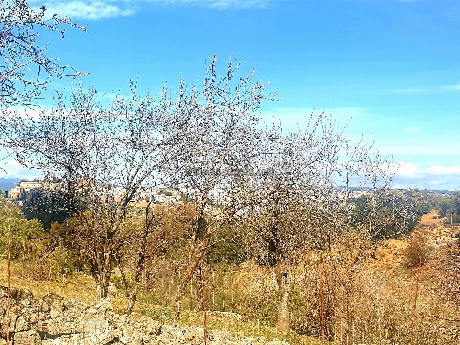 Venta de finca rústica en Ronda