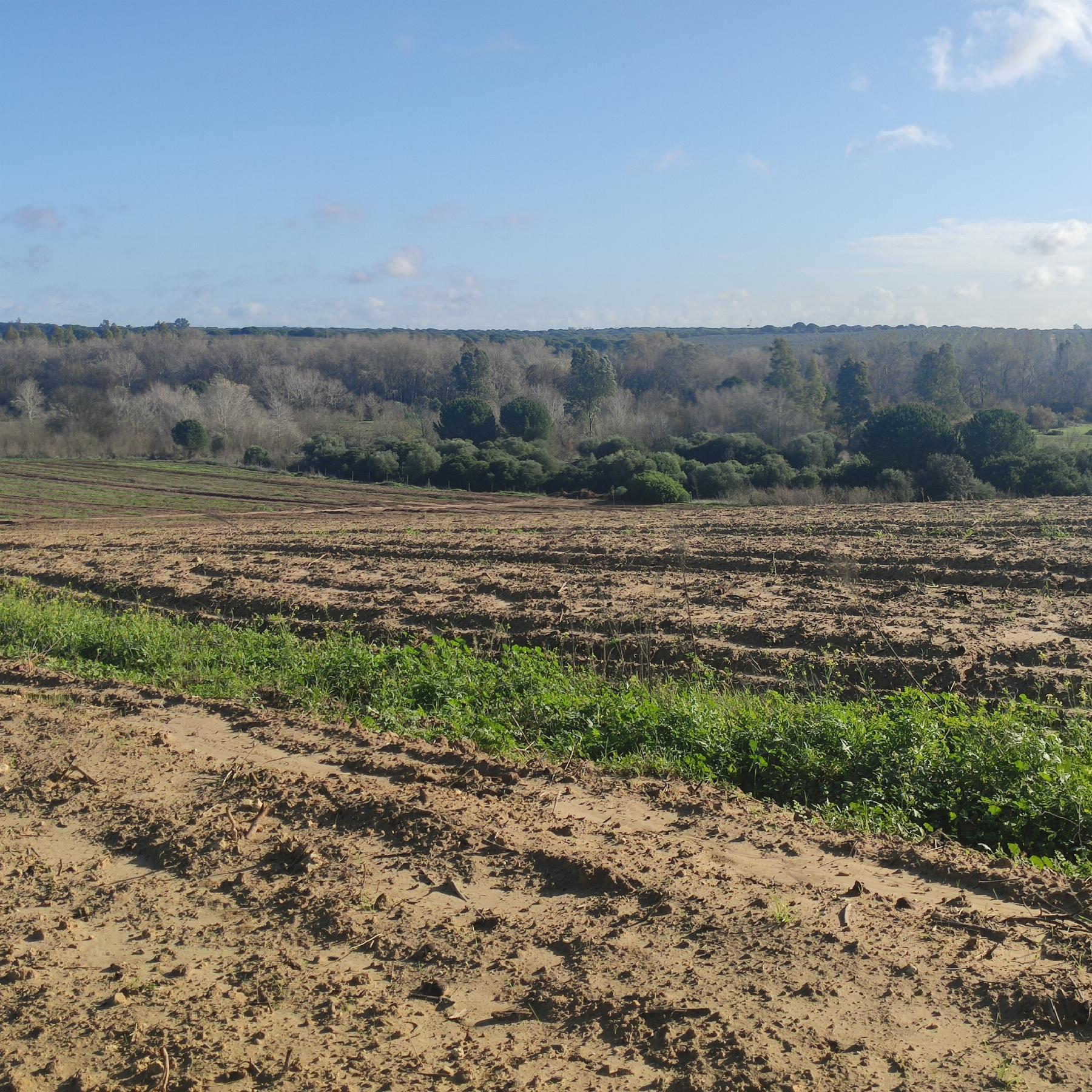 For sale of rural property in Aznalcázar