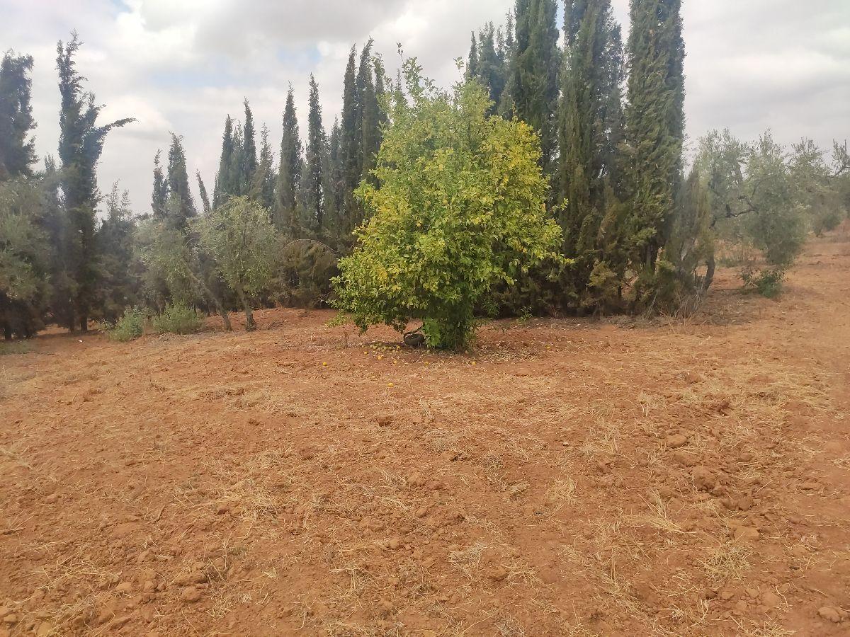 Venta de finca rústica en Benacazón