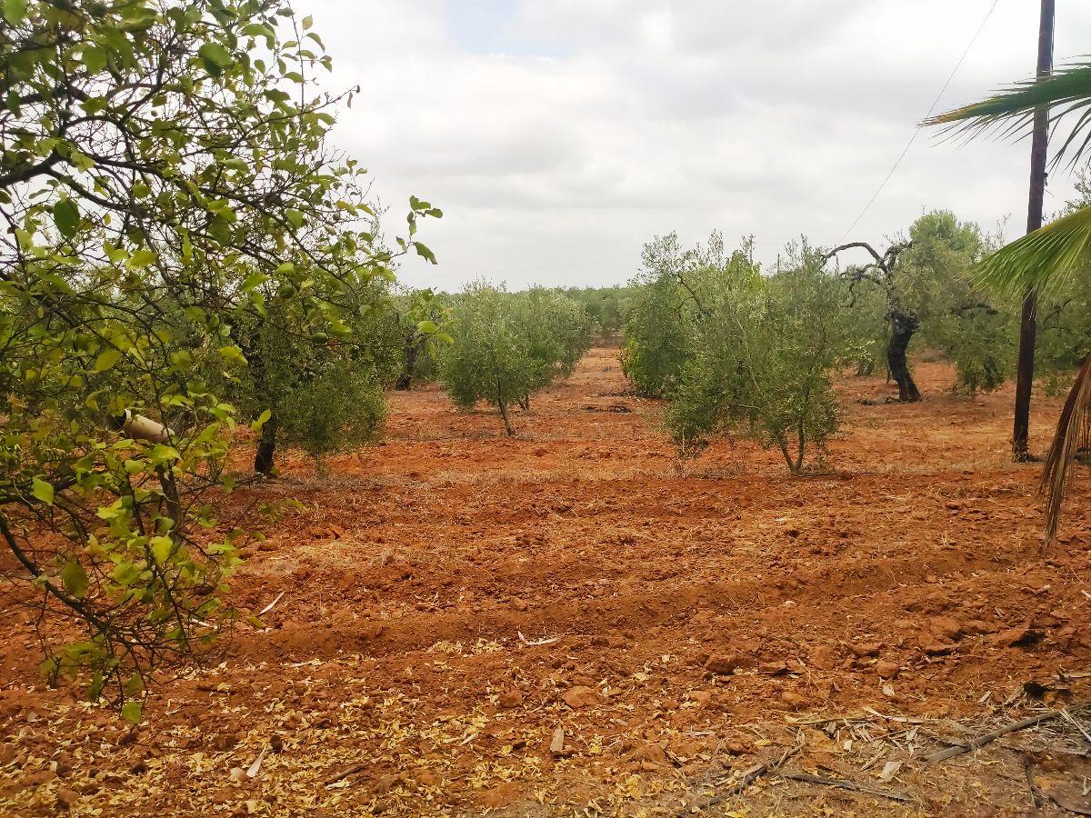 Venta de finca rústica en Benacazón