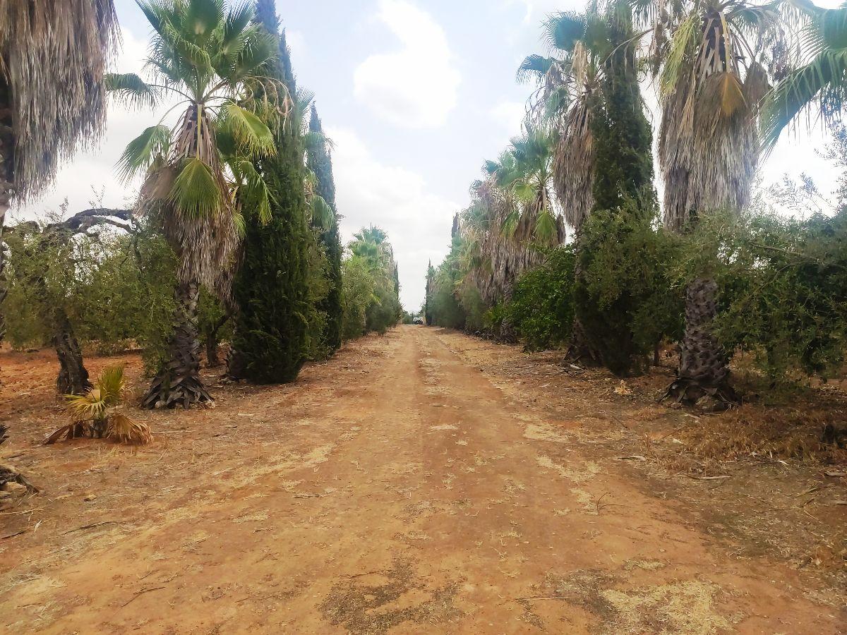 Venta de finca rústica en Benacazón