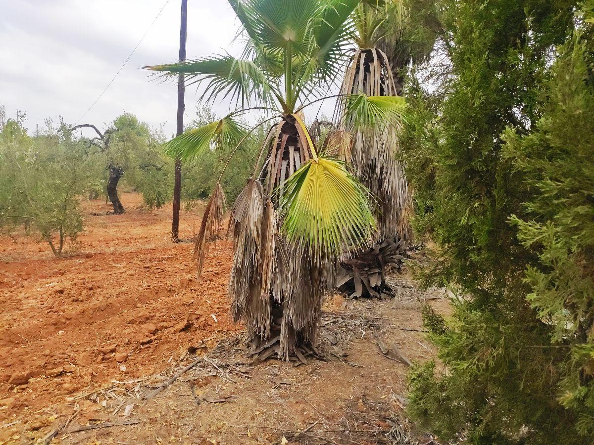 Venta de finca rústica en Benacazón