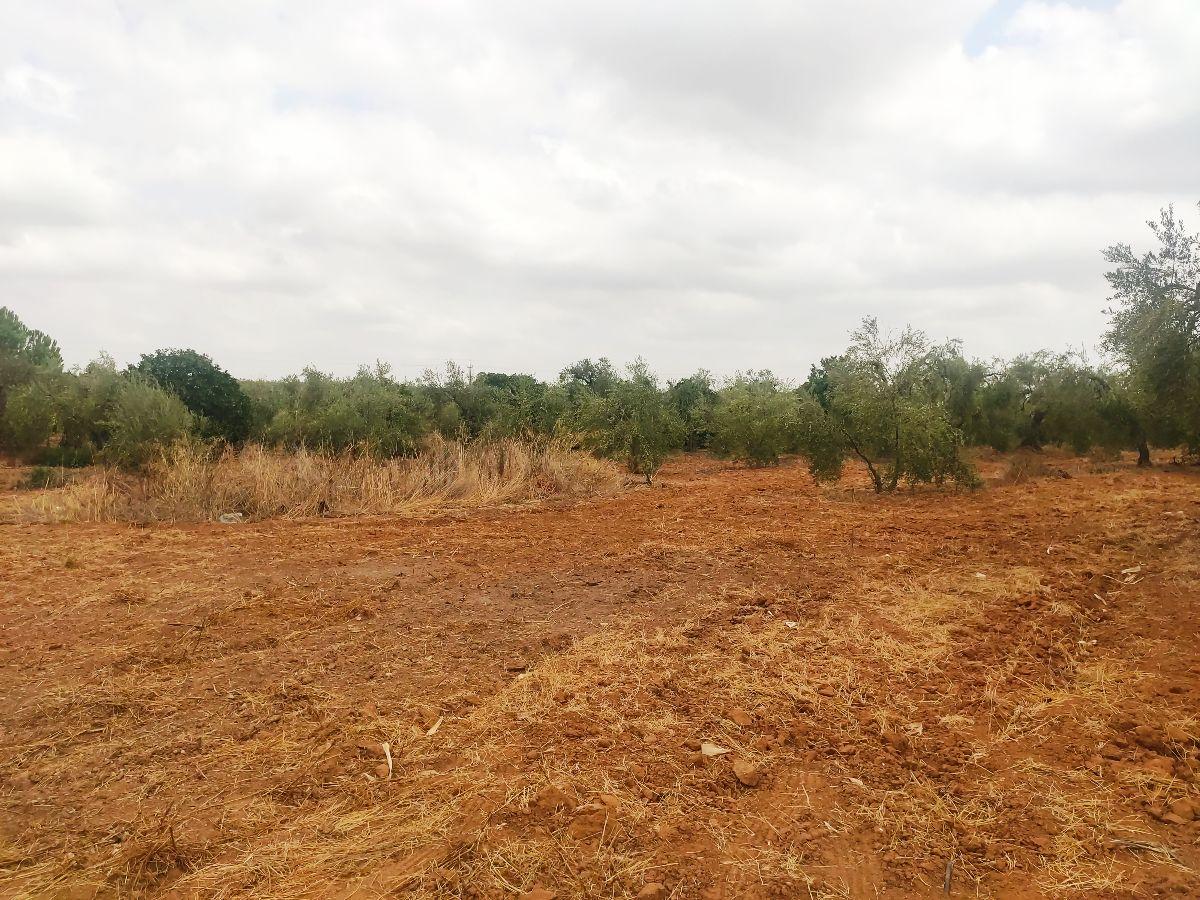 Venta de finca rústica en Benacazón