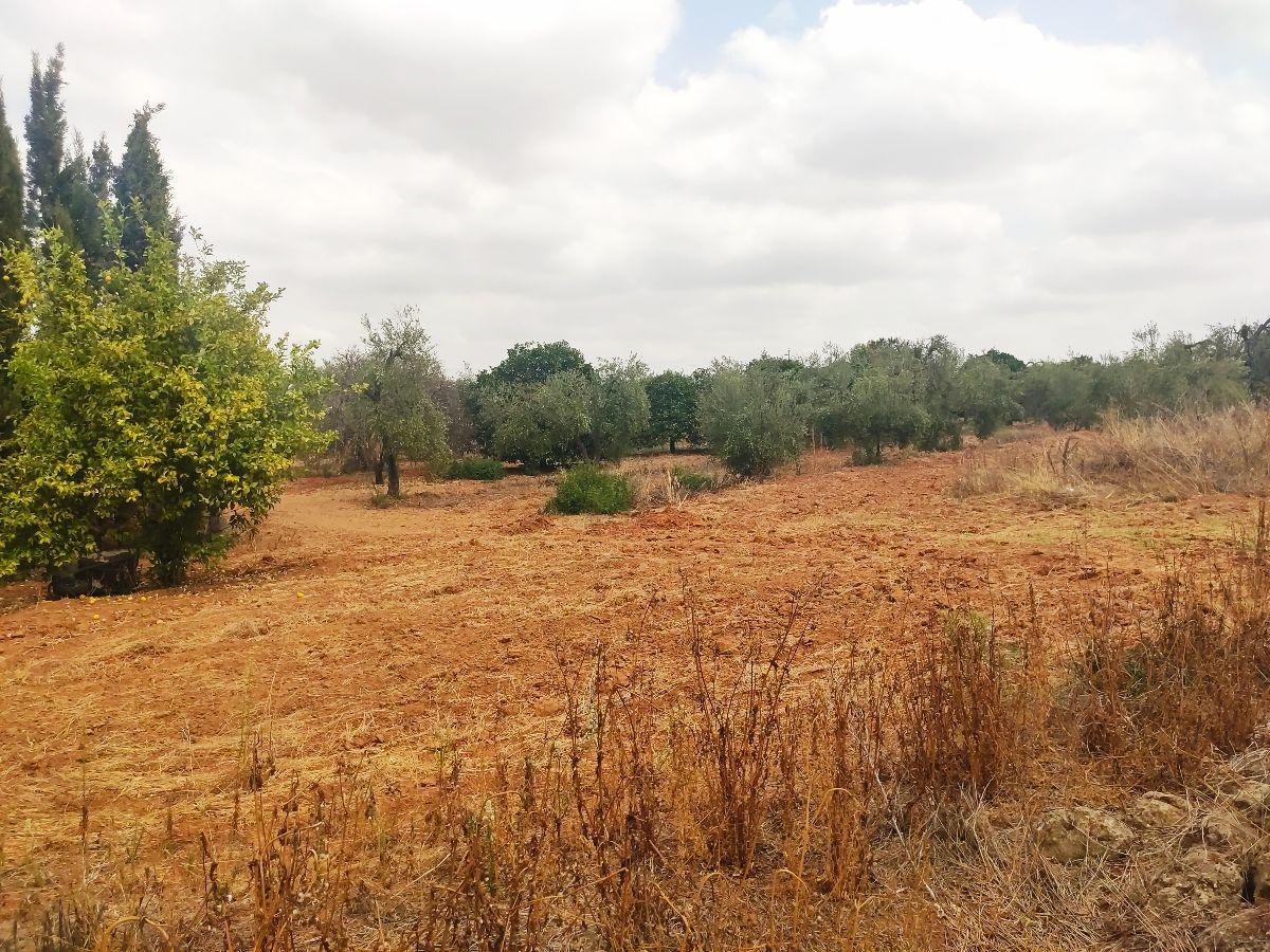 Venta de finca rústica en Benacazón
